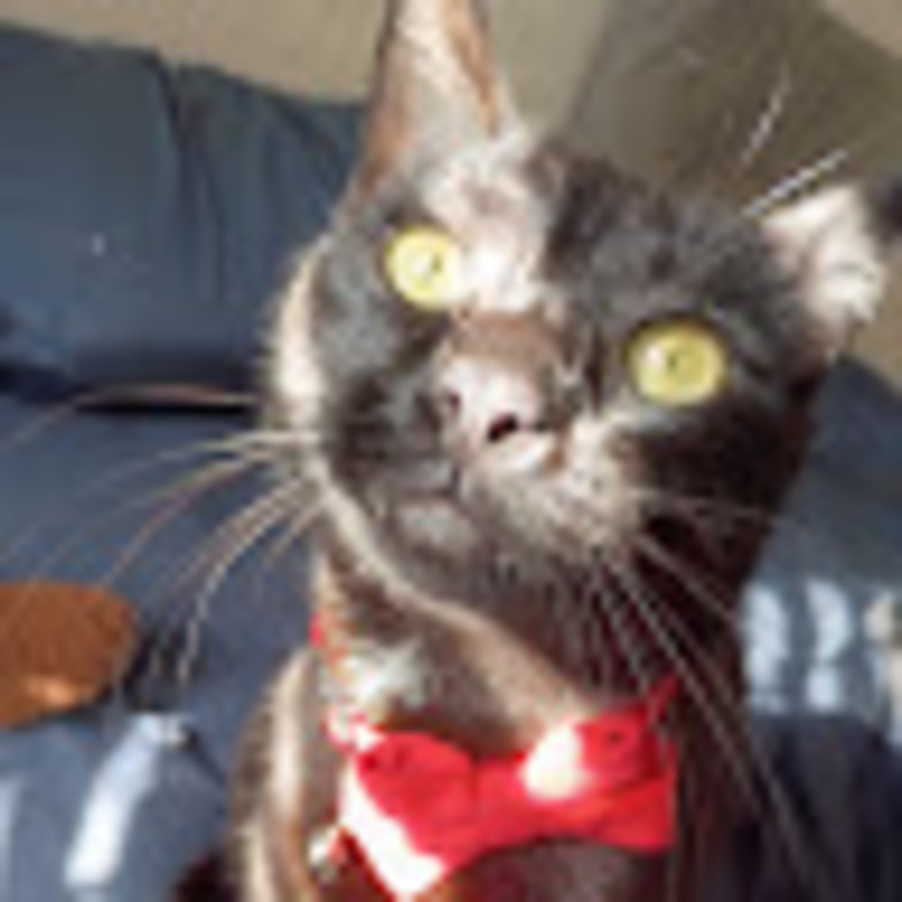 Meet your Posher, Santiago